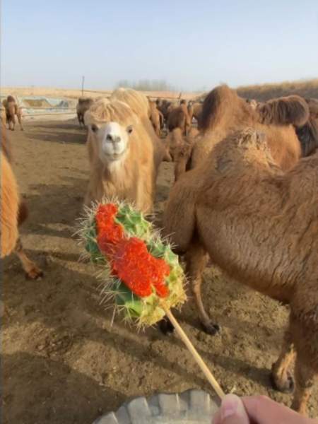 فيديو غريبة #8402